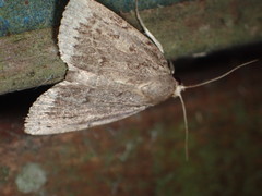Amphipyra glabella
