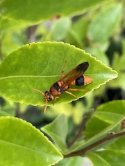 Anterhynchium nigrocinctum