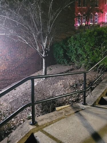 Common Raccoon photographed in West Virginia