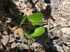 Dioscorea quaternata