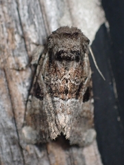 Meropleon ambifusca
