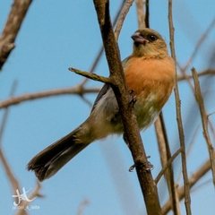 Schistochlamys ruficapillus