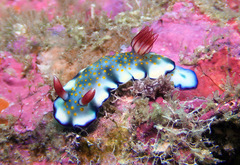 Hypselodoris bollandi