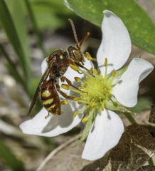 Nomada imbricata