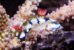 Hypselodoris bollandi