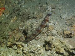 Amblyeleotris periophthalmus