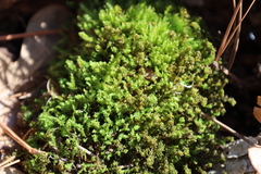 Anastrophyllaceae