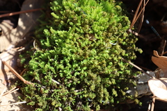 Anastrophyllaceae