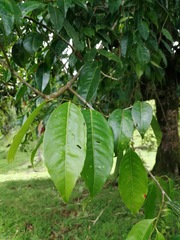 Sacoglottis trichogyna