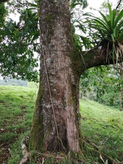 Sacoglottis trichogyna