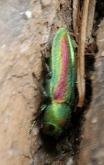 Chrysophana placida