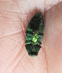 Chrysophana placida