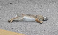 Sylvilagus floridanus