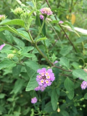 Lantana fucata