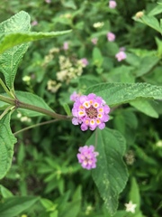 Lantana fucata