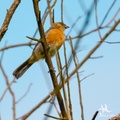 Schistochlamys ruficapillus