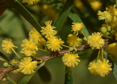 Acacia simsii