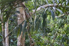 Socratea exorrhiza