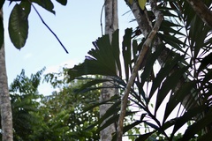 Socratea exorrhiza