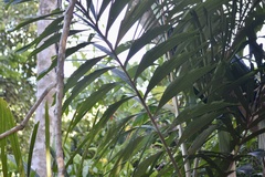 Socratea exorrhiza