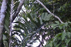 Socratea exorrhiza