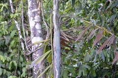 Socratea exorrhiza