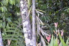 Socratea exorrhiza