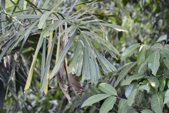 Socratea exorrhiza