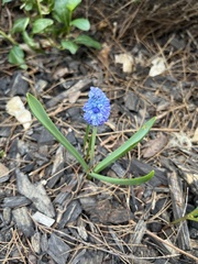 Muscari azureum