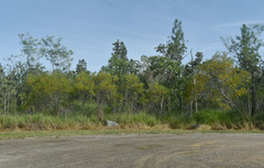 Acacia simsii