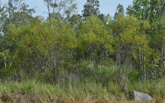 Acacia simsii