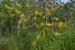 Acacia simsii