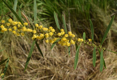 Acacia simsii