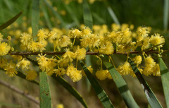 Acacia simsii