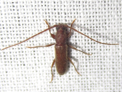 Geropa concolor