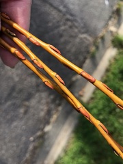 Salix × fragilis vitellina