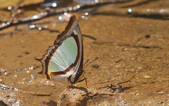 Polyura jalysus