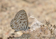 Leptotes plinius
