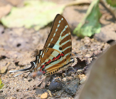 Graphium aristeus