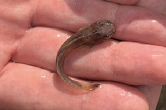 Noturus leptacanthus