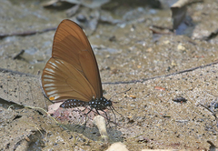 Papilio slateri