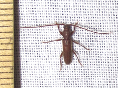 Geropa concolor