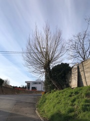 Salix × fragilis vitellina