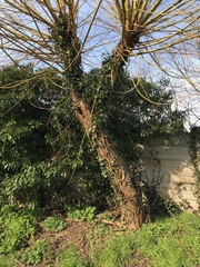 Salix × fragilis vitellina