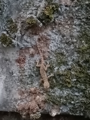 Hemidactylus frenatus