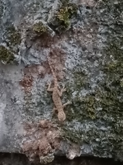 Hemidactylus frenatus