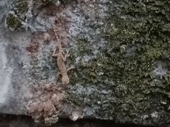 Hemidactylus frenatus