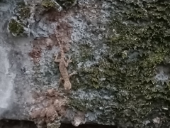 Hemidactylus frenatus