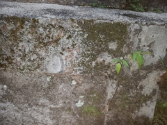 Hemidactylus frenatus