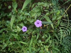 Ruellia simplex